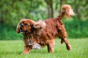 Cavalier King Charles Spaniel, Male running on Lawn