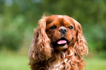 Cavalier King Charles Spaniel, Portrait of Male