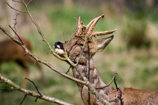 Roe Deer, capreolus capreolus, Male Scratching Head on Branches, Normandy