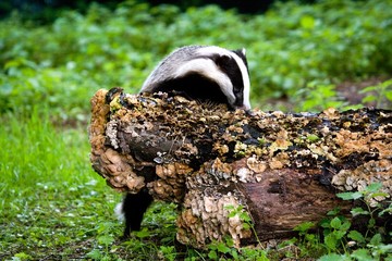 European Badger, meles meles, Adult standing on Stump, Normandy