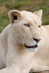 White Lion, panthera leo krugensis, Portrait of Female