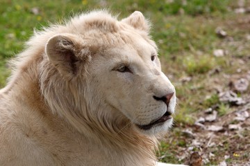 White Lion, panthera leo krugensis, Portrait of Young Male