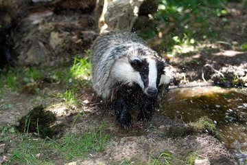 European Badger, meles meles, Adult standing in Water, Normandy