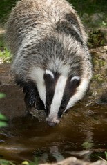 European Badger, meles meles, Adult drinking Water, Normandy