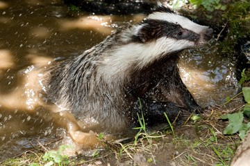 European Badger, meles meles, Adult standing in Water, Normandy © slowmotiongli