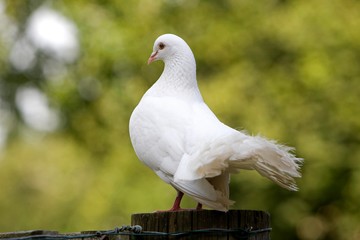 White Fantail Pigeon, Normandy