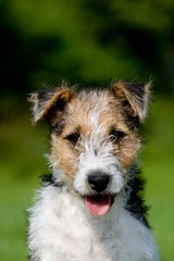 Wire-Haired Fox Terrier, Portrait of Pup with Tongue out