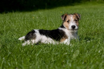 Wire-Haired Fox Terrier, Pup laying on Lawn