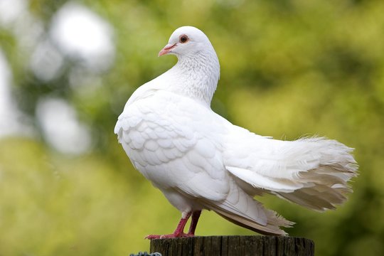 White Fantail Pigeon, Normandy