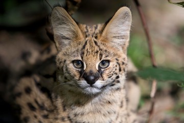 Serval, leptailurus serval, Portrait of Young