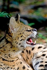 Serval, leptailurus serval, Portrait of Adult snarling