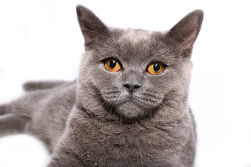 Cute little British shorthair cat