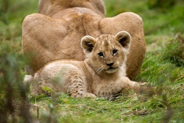 Katanga Lion or Southwest African Lion, panthera leo bleyenberghi, Mother with Cub laying on Grass