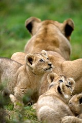 Katanga Lion or Southwest African Lion, panthera leo bleyenberghi, Mother with Cub laying on Grass