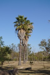Fototapeta na wymiar Palmen im Park