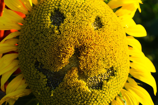 smiley on a sunflower flower. image of a happy face of a lion on a sunflower.