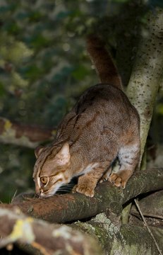 Rusty-Spotted Cat, prionailurus rubiginosus, Adulte smelling Branch