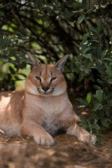Caracal, caracal caracal, Adult laying