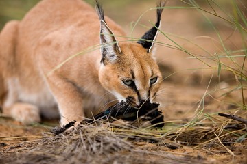 Caracal, caracal caracal, Adult with a Kill, a Cape Glossy-starling, lamprotornis nitens, Namibia