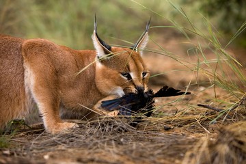 Caracal, caracal caracal, Adult with a Kill, a Cape Glossy-starling, lamprotornis nitens, Namibia