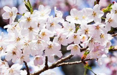 cherry blossoms blooming in Alishan of Chiayi. Alishan Forest Recreation Area in Chiayi, Taiwan.
