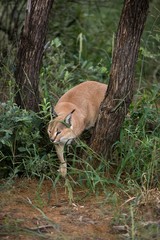 Caracal, caracal caracal, Adult