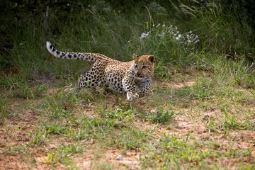 Leopard, panthera pardus, 4 months old Cub running, Namibia