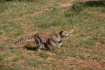 Leopard, panthera pardus, 4 months old Cub running, Namibia
