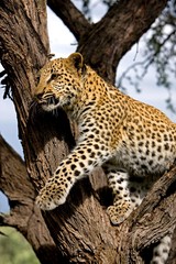 Fototapeta na wymiar Leopard, panthera pardus, 4 months old Cub standing on Branch, Namibia