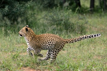 Leopard, panthera pardus, 4 months old Cub running, Namibia