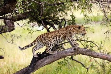 Leopard, panthera pardus, 4 months old Cub standing on Branch, Namibia
