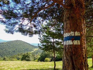 trees in the park