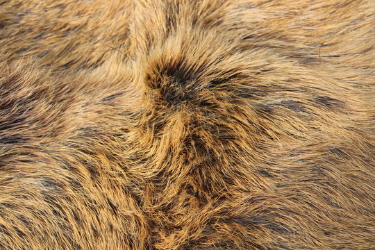 Wildschweinfell