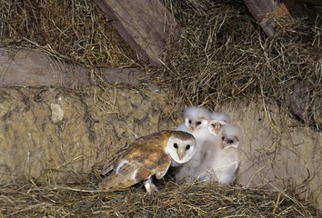 Barn Owl, tyto alba, Adult with Chicks, Attic in Normandy