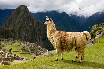 Lama, lama glama, Adult at Machu Picchu, the lost City of Incas in Peru - Powered by Adobe