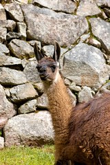 Lama, lama glama, Adult at Machu Picchu, the lost City of Incas in Peru
