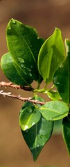 Coca Field, erythroxylum coca, Leafs producing Cocaine, Peru