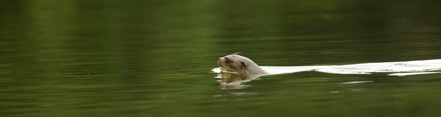 Giant Otter, pteronura brasiliensis, Female swimming in The Madre De Dios River, Manu Reserve in...