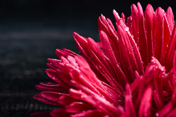 Obraz premium single pink aster isolated on black background