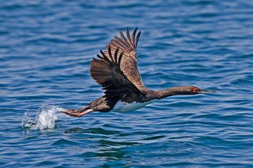 Guanay Cormorant, phalacrocorax bougainvillii, Adult in Flight, Taking off From Water, Ballestas Islands at Paracas Reserve in Peru