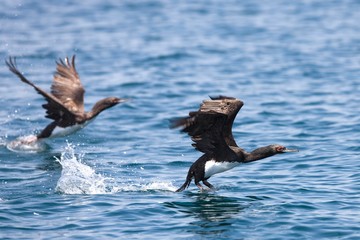 Guanay Cormorant, phalacrocorax bougainvillii, Adults in Flight, Taking off from Water, Ballestas Islands at Paracas Reserve in Peru