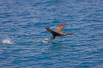 Obraz premium Guanay Cormorant, phalacrocorax bougainvillii, Adult in Flight, Taking off From Water, Ballestas Islands at Paracas Reserve in Peru