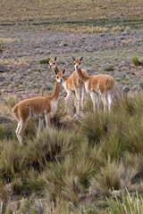 Vicuna, vicugna vicugna, Pampas Galeras Reserve in Peru