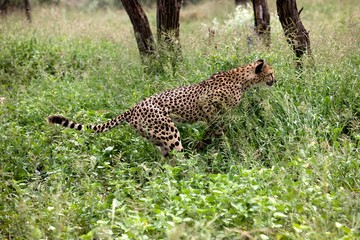 Cheetha, acinonyx jubatus, Adult standing in Long Grass, Namibia