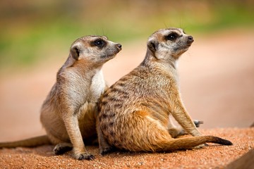Meerkat, suricata suricatta, Adults sitting on Rocks, Namibia