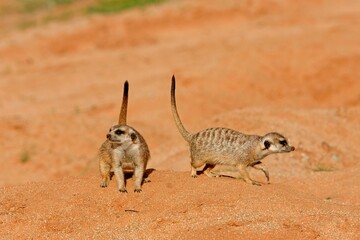 Meerkat, suricata suricatta, Adults, Namibia
