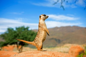 Meerkat, suricata suricatta, Adult standing on Hind Legs, Looking around, Namibia - Powered by Adobe