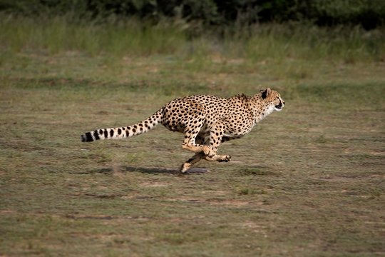 Cheetha, acinonyx jubatus, Adult running, Namibia