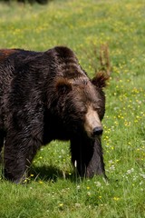 Brown Bear, ursus arctos, Adult standing on Grass