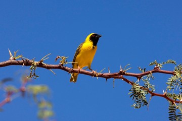 Southern Masked-weaver, ploceus velatus, Male on Acacia Branch, Namibia